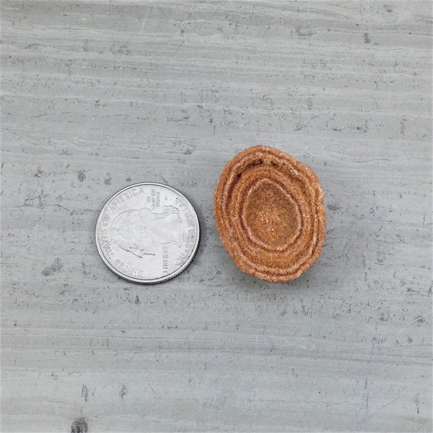 Stromatolite Ediacarian Fossil 1 Bag (1 pc Per Package)