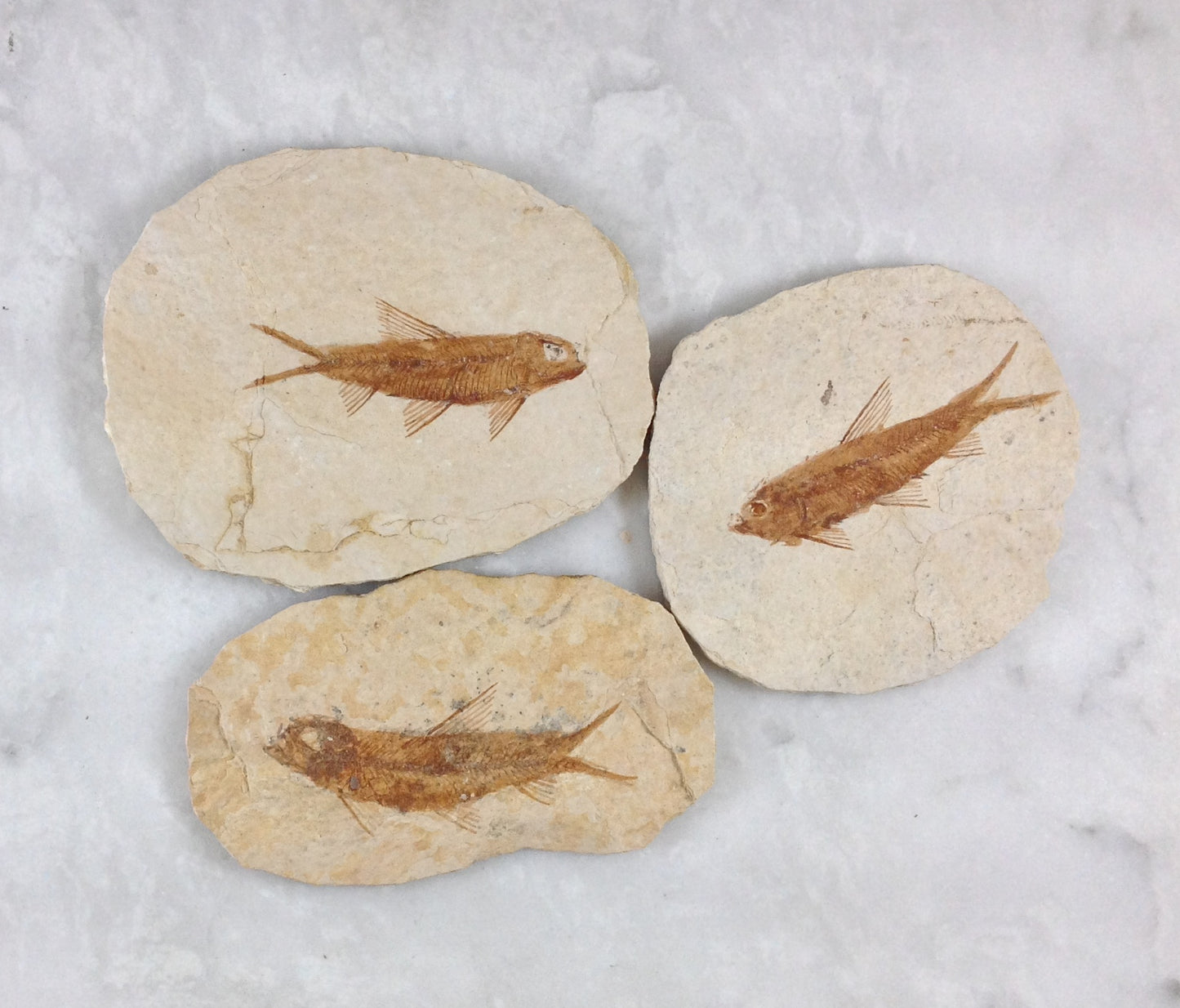 Fish Fossil Knightia from Green River Formation, Wyoming (US), Eocene Era