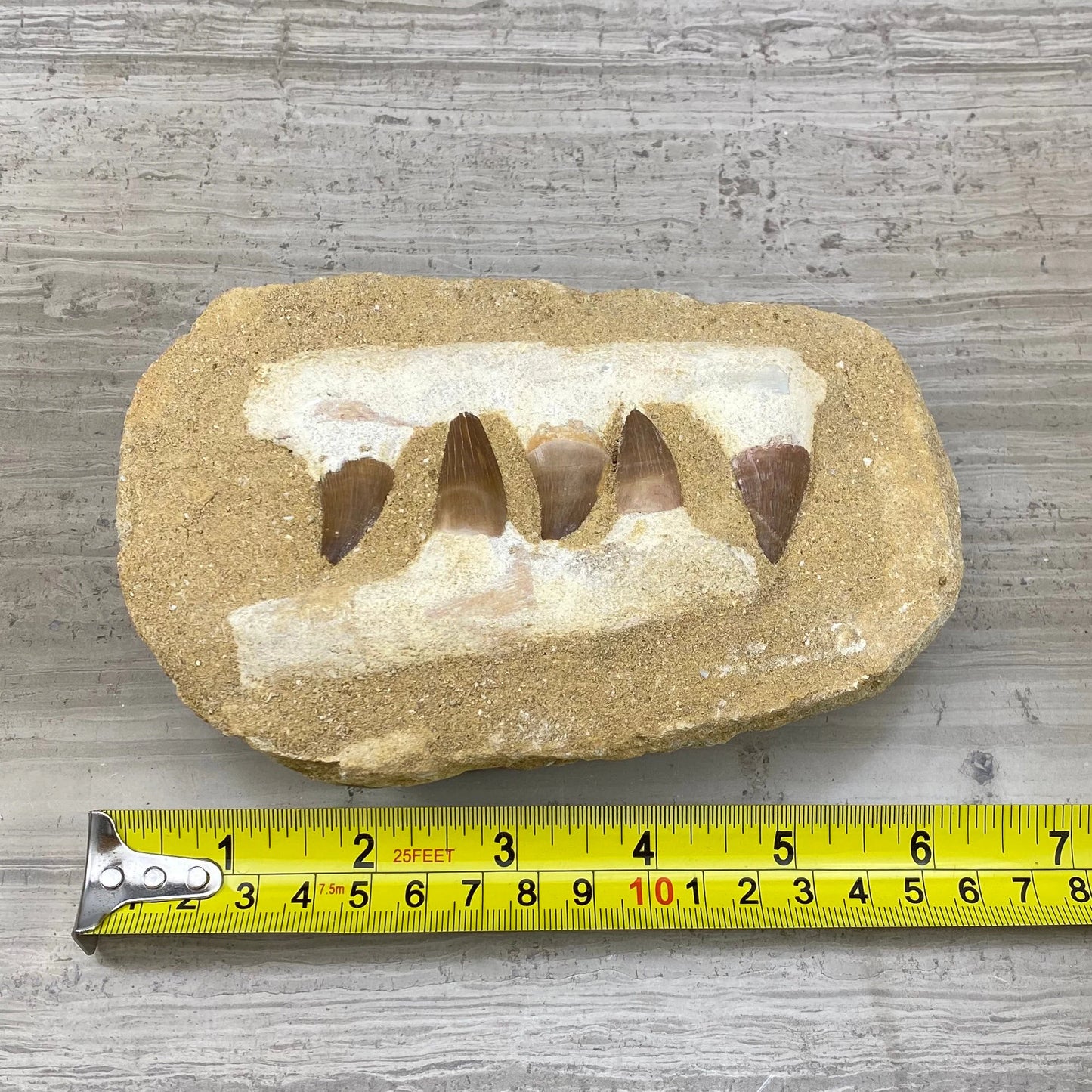 Mosasaur Fossil Jaw, Tooth, Teeth (1 pc)