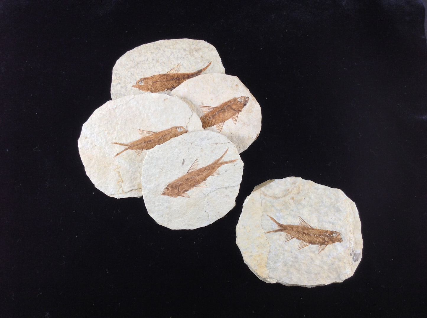 Fish Fossil Knightia from Green River Formation, Wyoming (US), Eocene Era