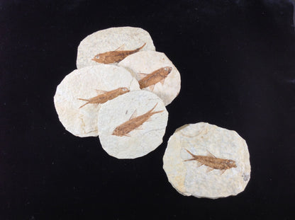 Fish Fossil Knightia from Green River Formation, Wyoming (US), Eocene Era