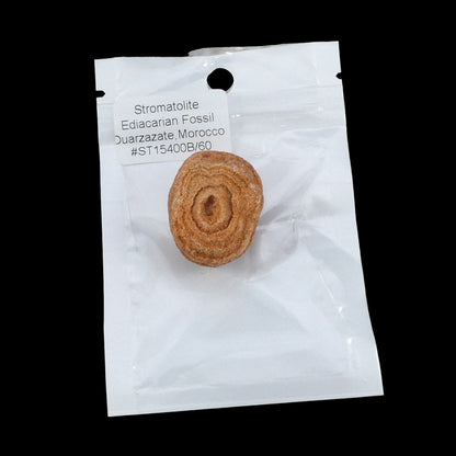 Stromatolite Ediacarian  Fossil 1 Bag (1 pc Per Package)