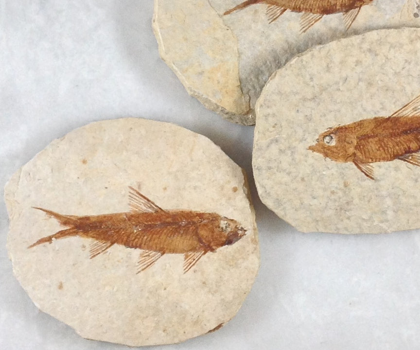 Fish Fossil Knightia from Green River Formation, Wyoming (US), Eocene Era