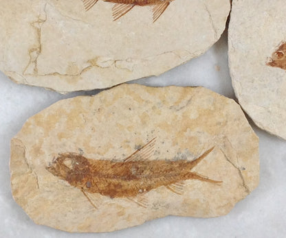 Fish Fossil Knightia from Green River Formation, Wyoming (US), Eocene Era