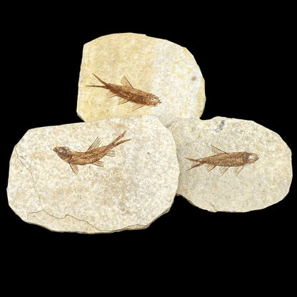 Fish Fossil Knightia from Green River Formation, Wyoming (US), Eocene Era