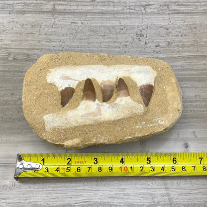 Mosasaur Fossil Jaw, Tooth, Teeth  (1 pc)