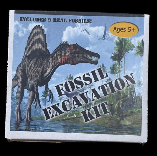 Fossil Excavation Kit Made in USA, 9 Real Fossils * Ages 5+*