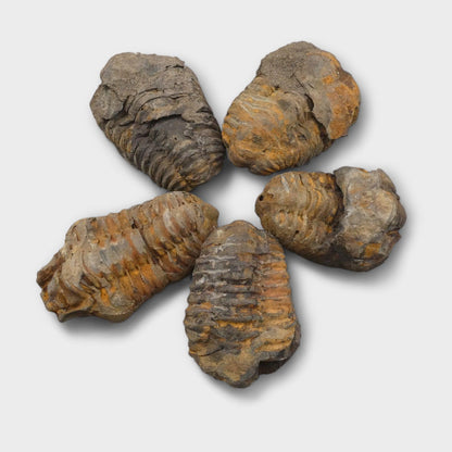 d6b01a8e-1507-45e6-b2dd-76389890bc3c